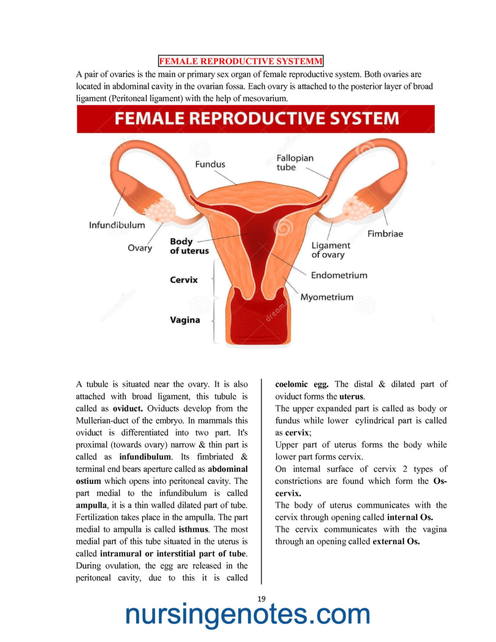 MALE AND FEMALE REPRODUCTIVE SYSTEM PDF Nursingenotes