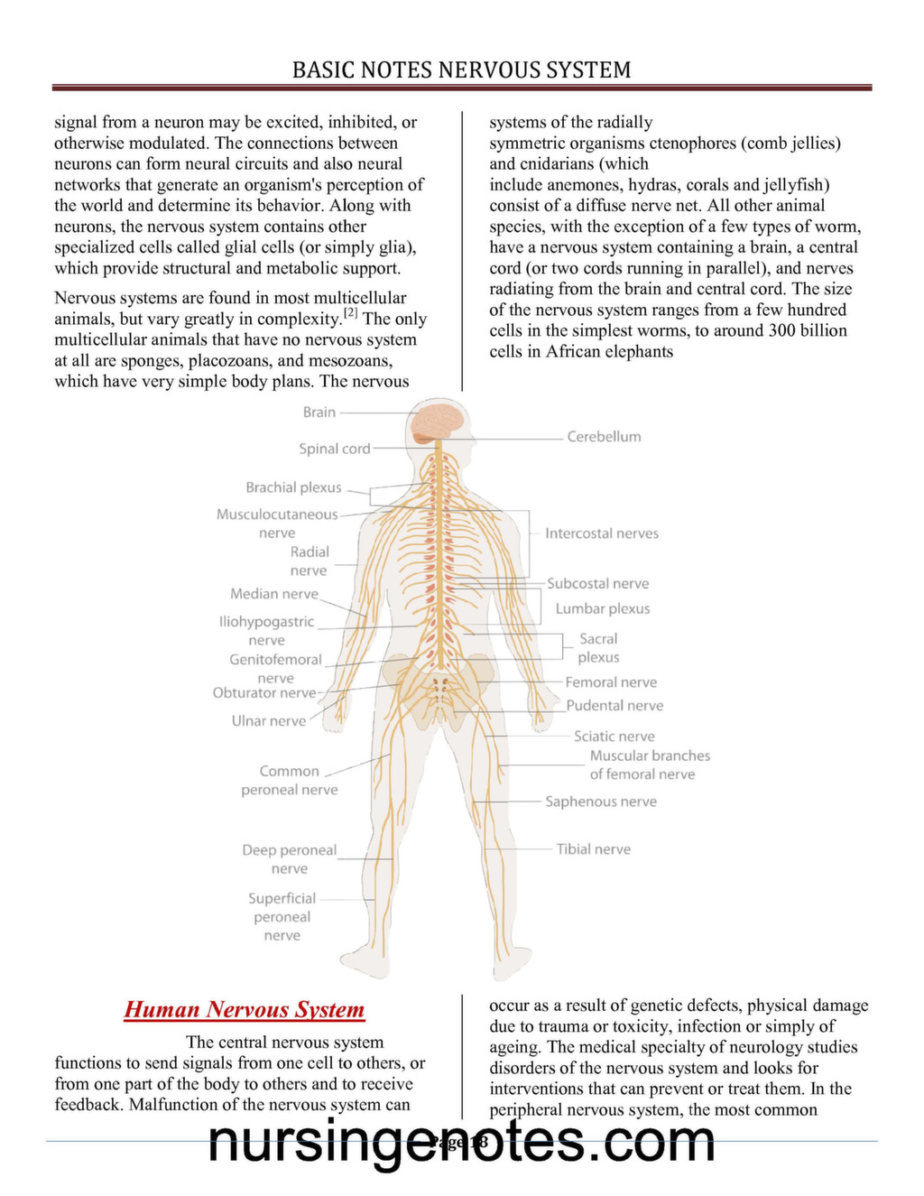 Structure And Function Nervous System PDF - Nursingenotes.com