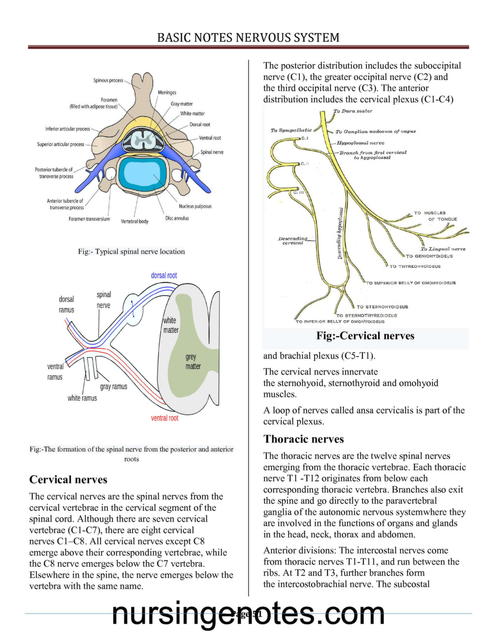 essential clinical anatomy of the nervous system pdf