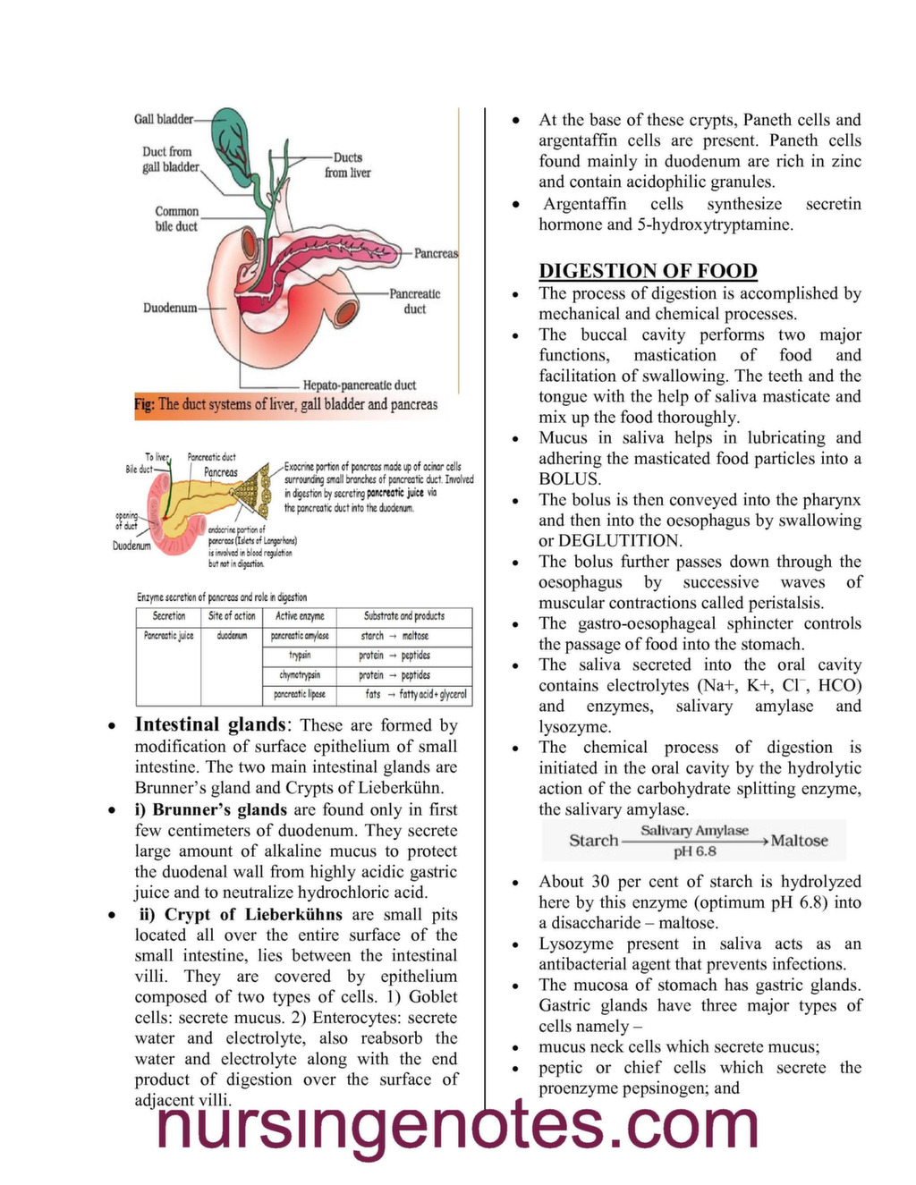 Human Physiology Digestion And Absorption - Nursingenotes.com