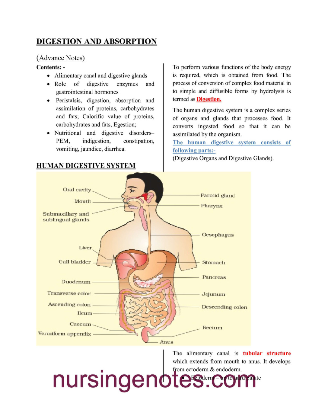 Human Physiology Digestion And Absorption Nursingenotes