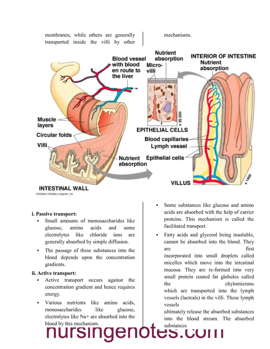 Define Absorption Digestive System