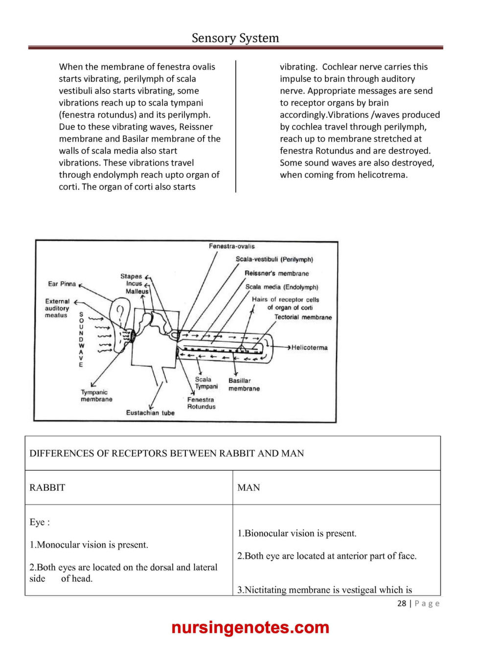 anatomy and physiology of sense organs pdf