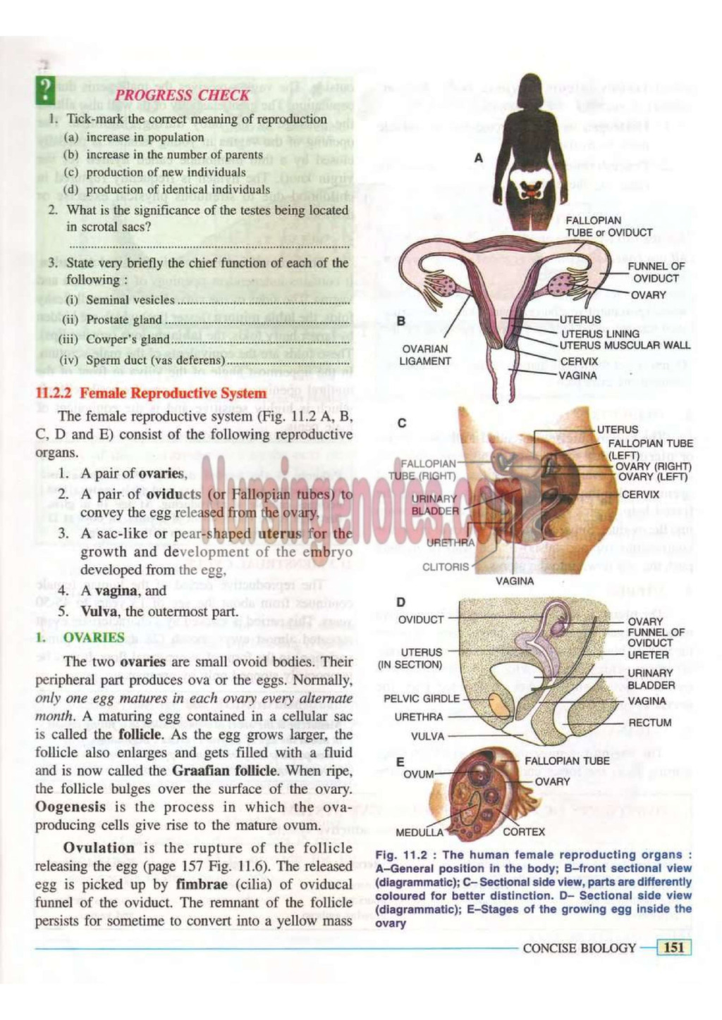 Reproductive System Nursing Notes PDF - Nursingenotes.com