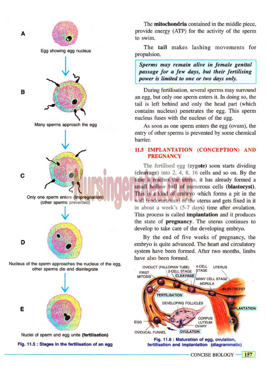 Reproductive System Nursing Notes PDF - Nursingenotes.com