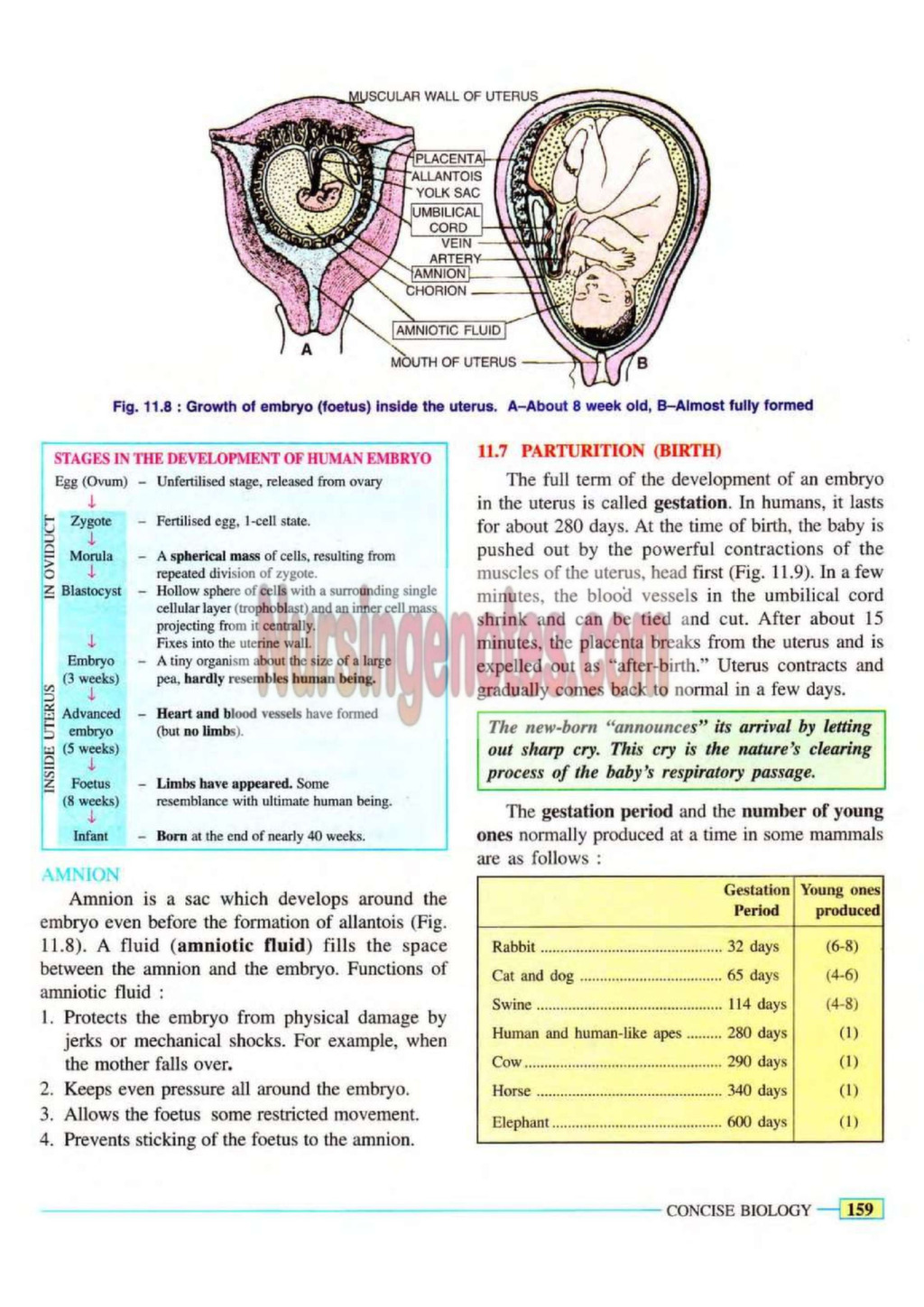 Reproductive System Nursing Notes PDF - Nursingenotes.com