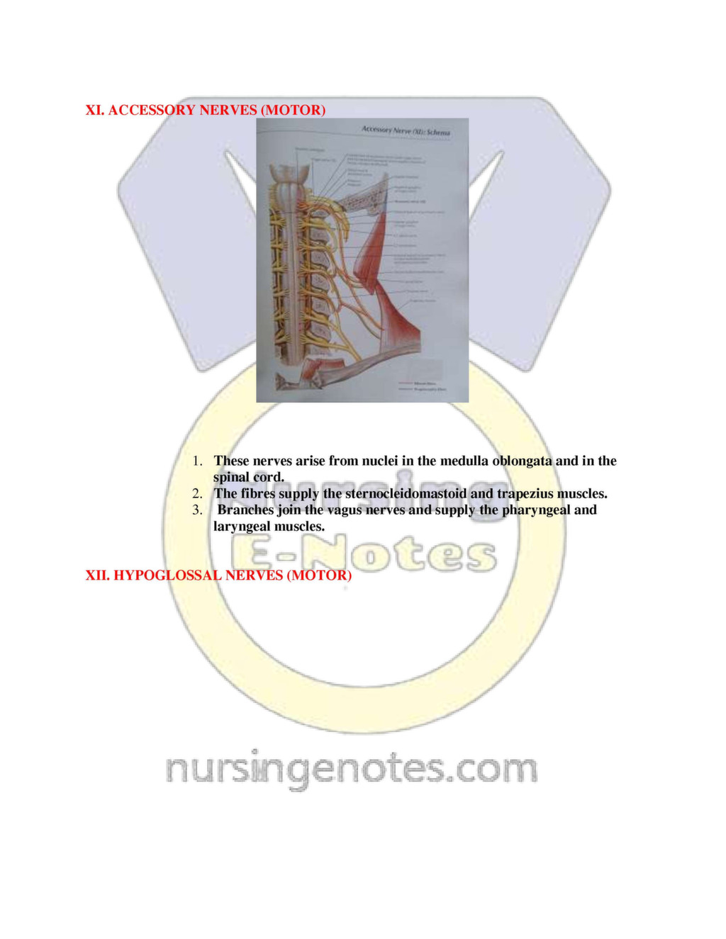 basic anatomy and physiology of the human excretory system
