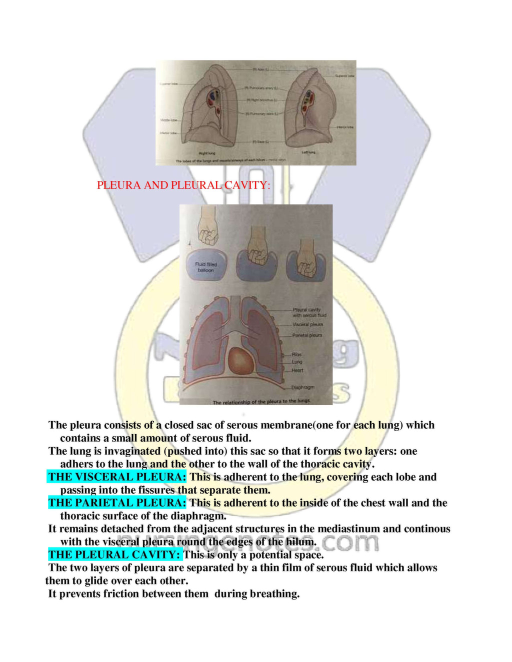 Human Respiratory System Nursing Pdf - Nursingenotes.com