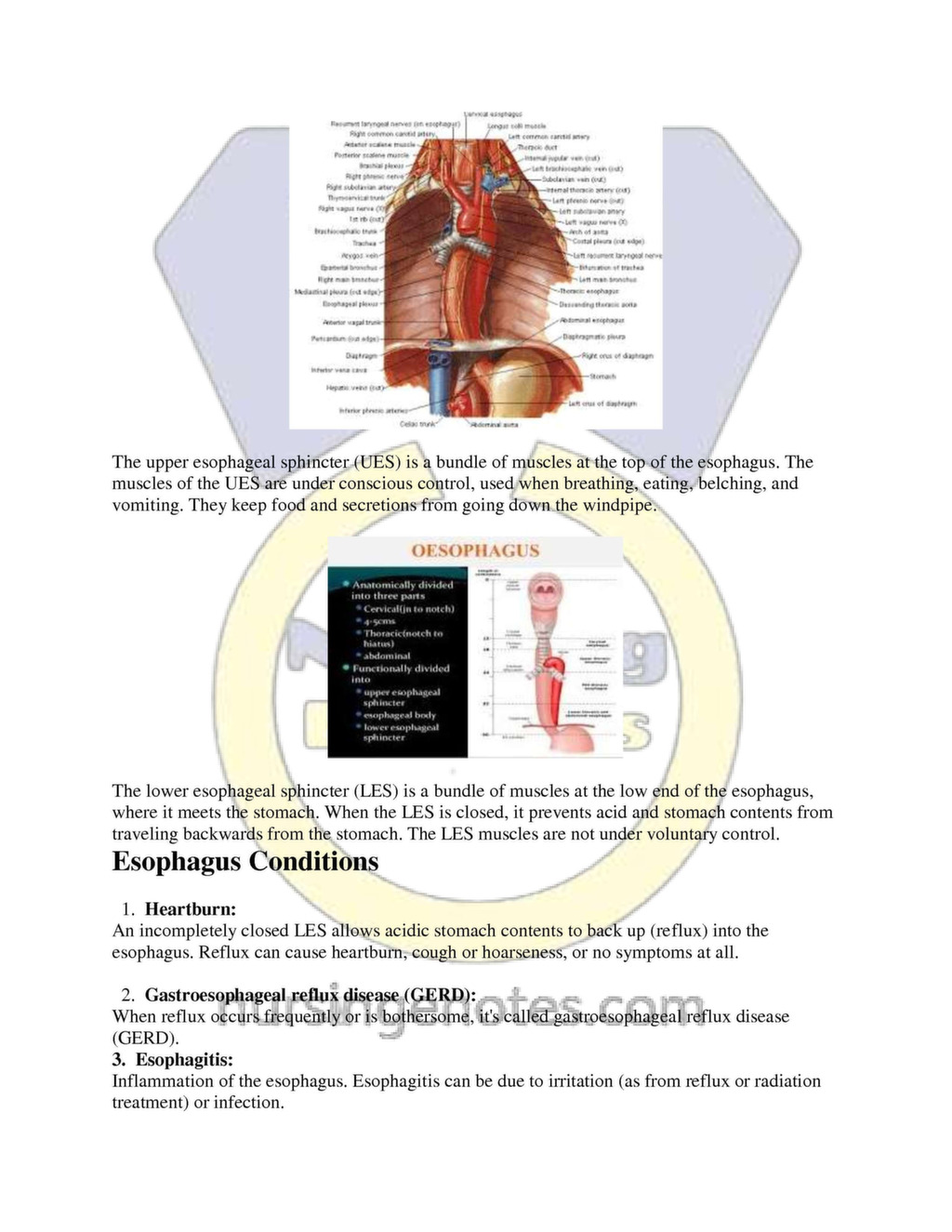 Human Body Digestive System Bsc Nursing Notes Pdf 4984