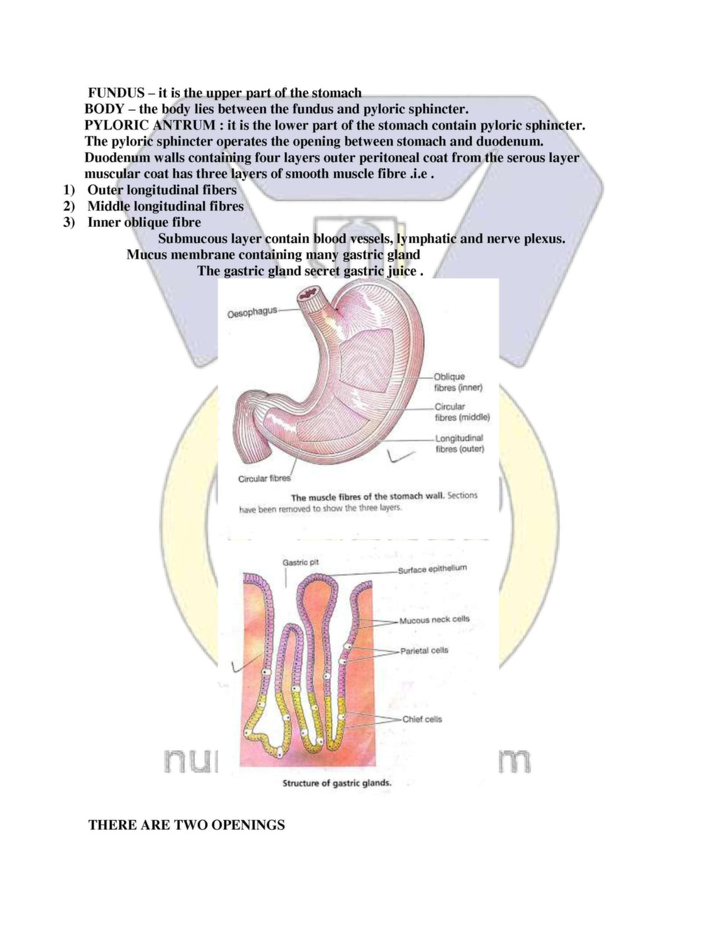 digestive system anatomy bsc nursing 1st year