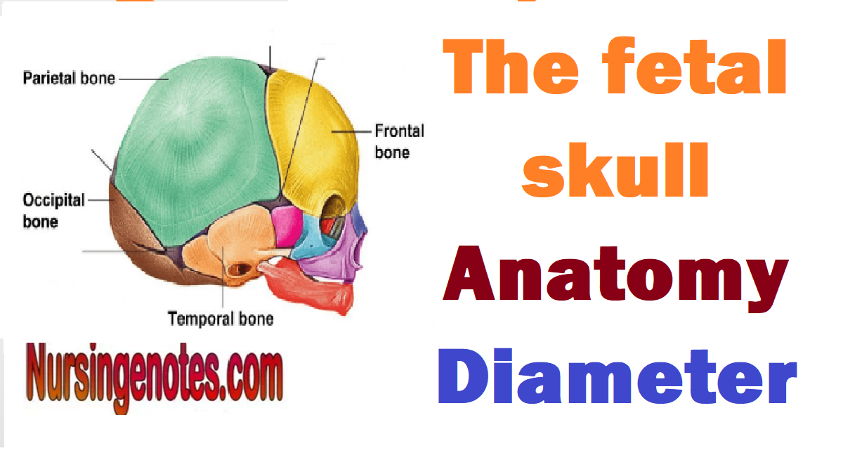 the-fetal-skull-anatomy-diameter-types-nursingnotes