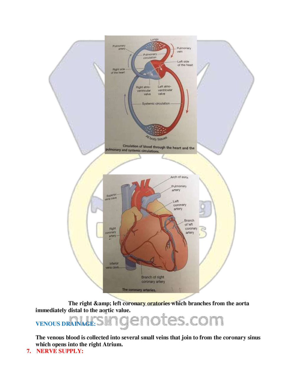 Anatomy And Physiology The Cardiovascular System Nursing Notes Anatomy And Physiology The Cardiovascular System Nursing Notes