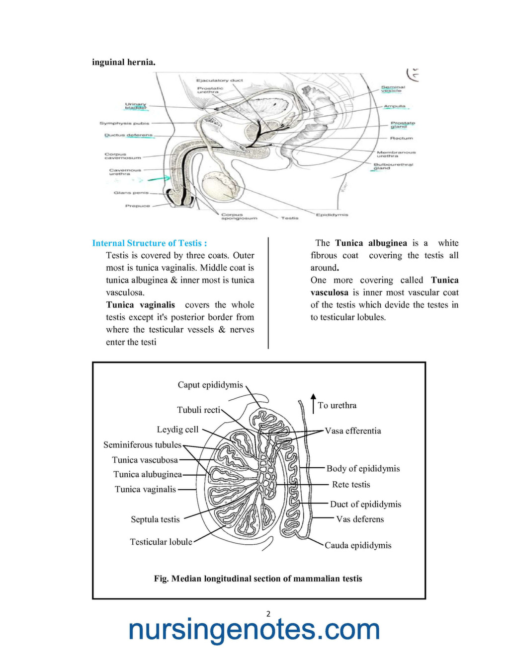 MALE AND FEMALE REPRODUCTIVE SYSTEM PDF - NursingNotes