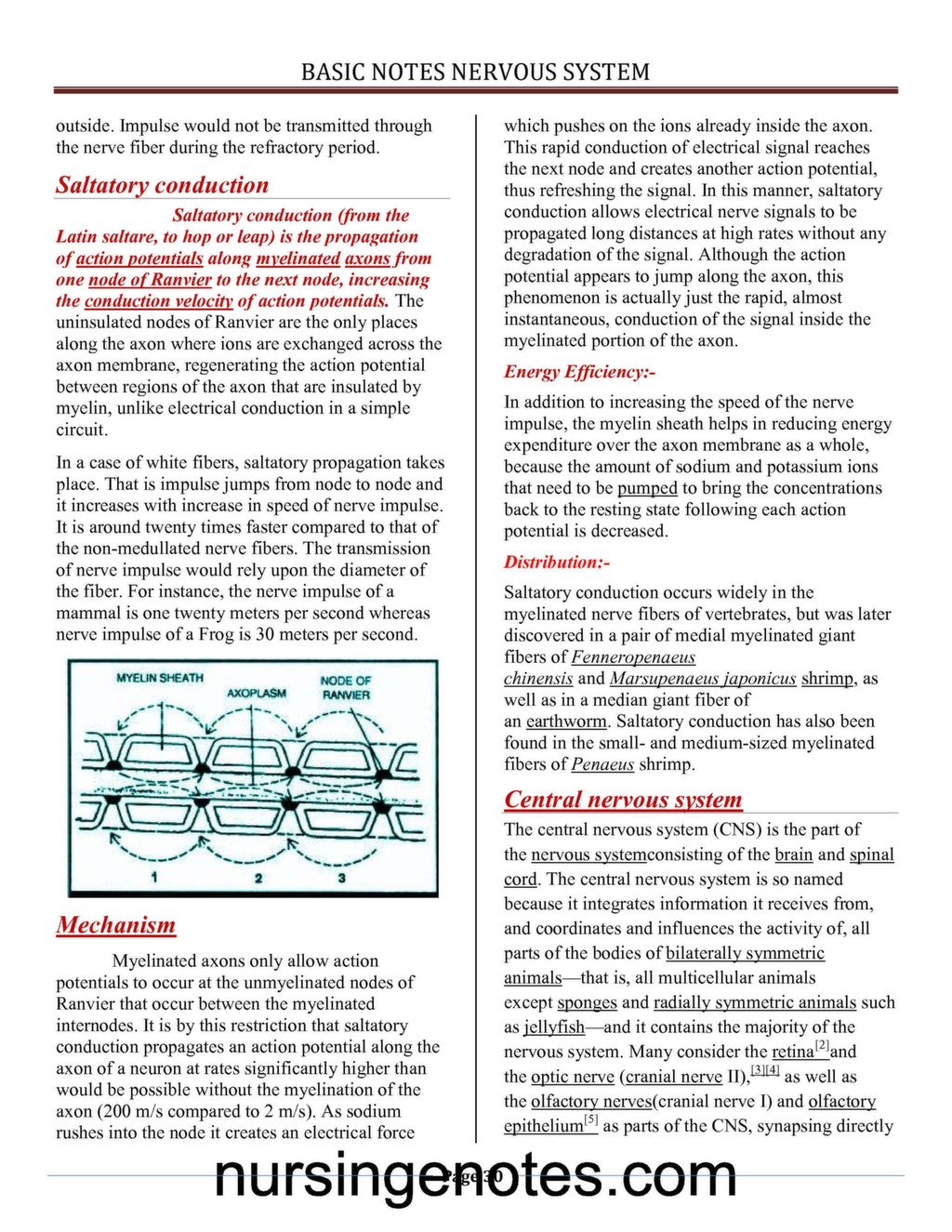 Structure and Function Nervous System PDF - NursingNotes