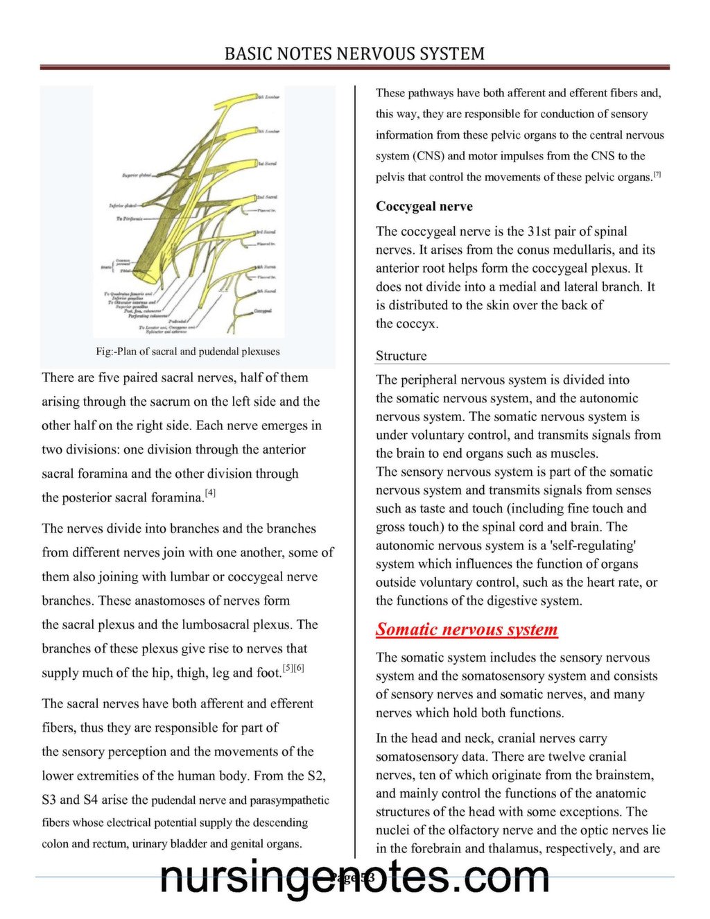 Structure and Function Nervous System PDF - NursingNotes