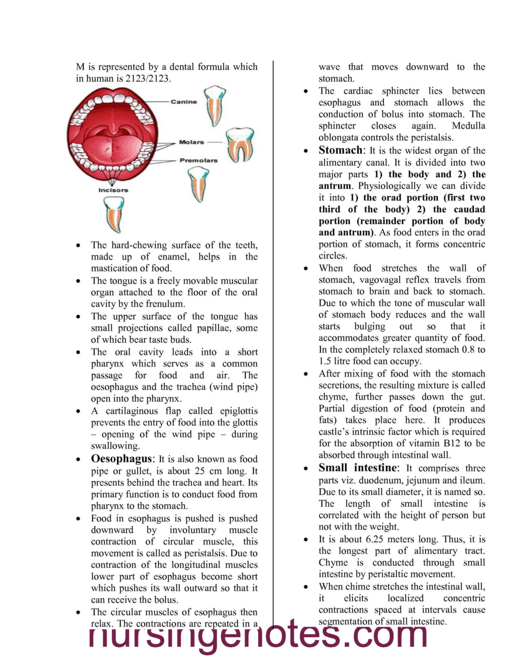 Human Physiology Digestion and Absorption - NursingNotes