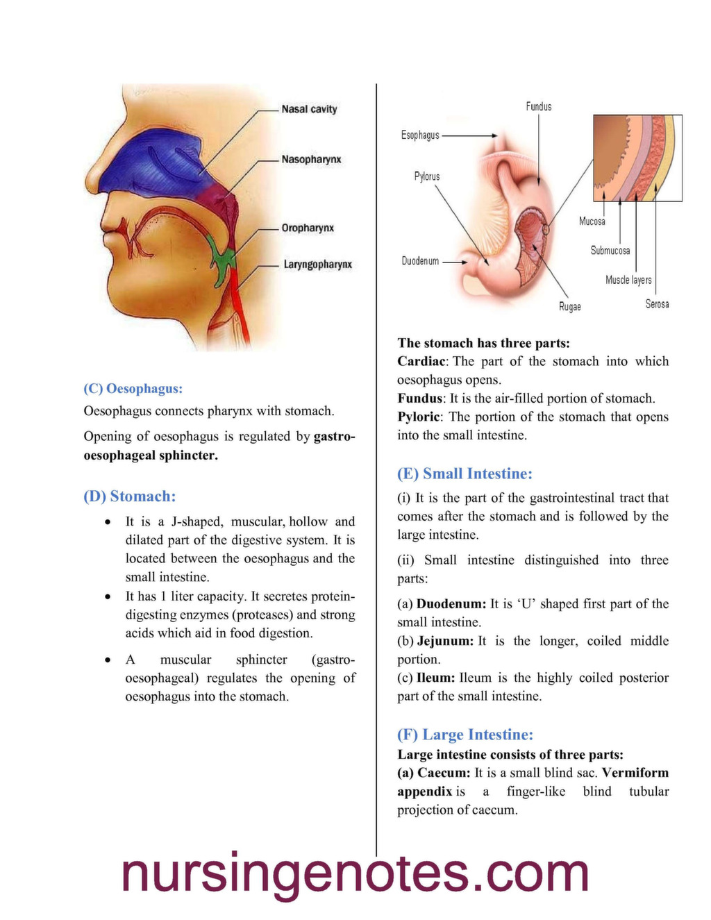 Human Physiology Digestion and Absorption - NursingNotes